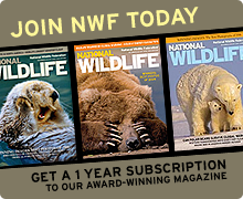 Join NWF today and get a 1 year subscription to National Wildlife magazine